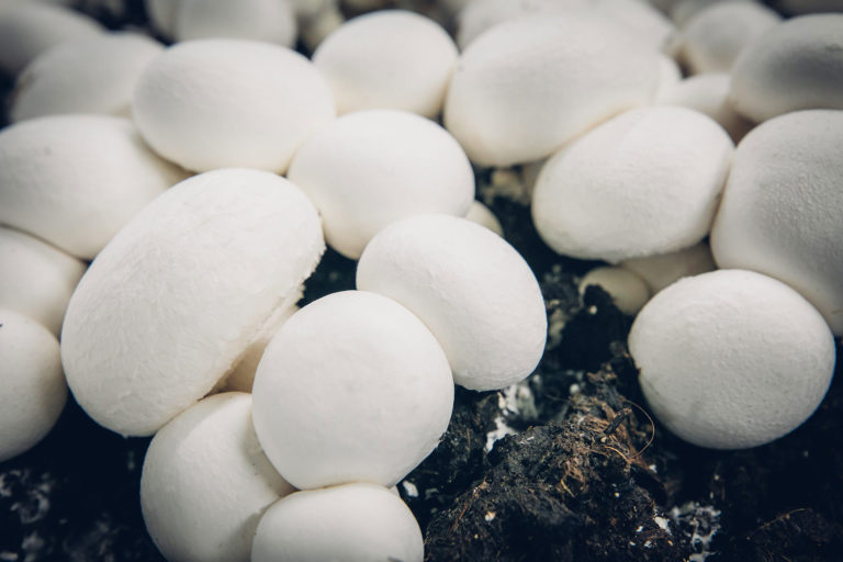 Champignon De Paris Blanc (Renaud Et Fils) France -3kg